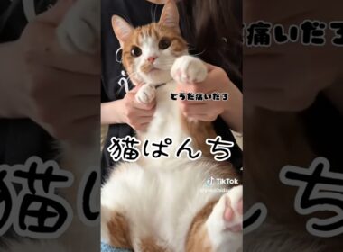 虚無猫マンチカンの顔が可愛いw【リメイク版】  #猫のいる暮らし #猫 #youtubeshorts
