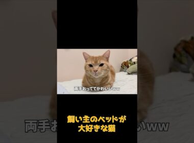 飼い主のベッドに来る甘えん坊猫がかわいすぎた #ネコ #cat #ねこ #猫のいる生活 #shorts #アメショ #ノルウェージャンフォレストキャット #アメリカンショートヘア #猫のいる暮らし