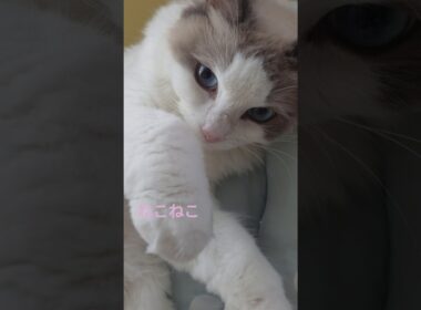 愛猫のリラックスモード中お邪魔しました🐱　#shorts #cat #猫 #猫のいる暮らし #猫動画 #猫好きさんと繋がりたい #ラグドール