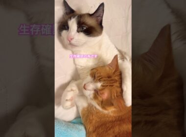ストーカー猫現るのだがそれは兄弟猫なのにゃ！ #猫のいる暮らし #スズキタゴサク #スズキタ