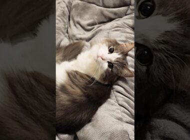 ふわふわ好きな猫