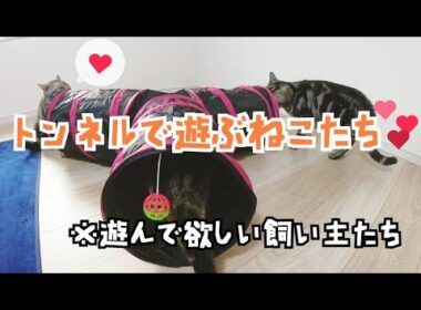 みつまたプレイトンネルで遊ぶ猫【アメリカンショートヘア】
