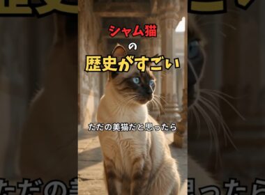 ただの美猫じゃない！シャム猫の歴史がすごい🐱 #shorts #猫雑学 #シャム猫 #猫のいる暮らし