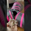 【キャットトンネルでワイルドに遊ぶ】廊下の隅から出してきたら大喜び😻思いがけずトンネルがひっくり返ってちょっとびっくり。#egyptianmaucat #遊ぶ猫 #エジプシャンマウ #shorts