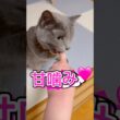 ママは甘噛み❤️パパの場合は⁉️ #猫 #ロシアンブルー #catshorts #shorts
