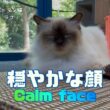 バーマン猫ラフ【穏やかな顔】Calm face（バーマン猫）Birman/Cat