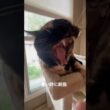 暑い時に眠猫 #猫 #cat #子猫