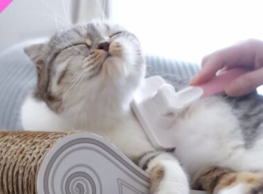 ブラッシングでとろけちゃう猫＆おすすめ猫ブラシ［スコティッシュフォールド］