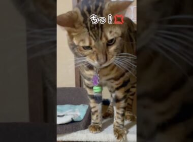 ベンガル猫たちの本気の取っ組み合い #shorts #猫動画