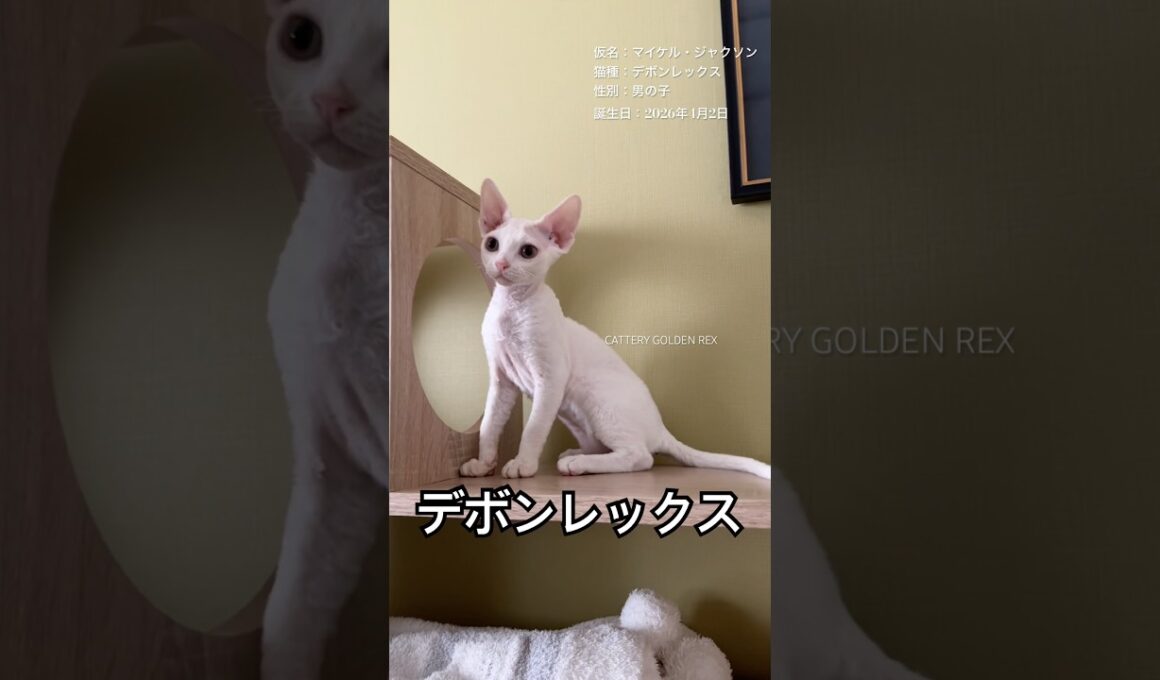 猫じゃらしの羽がすっぽ抜けました #デボンレックス #devonrex #ブリーダー #子猫 #goldenrex #emeraldspirit #猫のいる暮らし #cat #愛知県 #こねこ #白猫