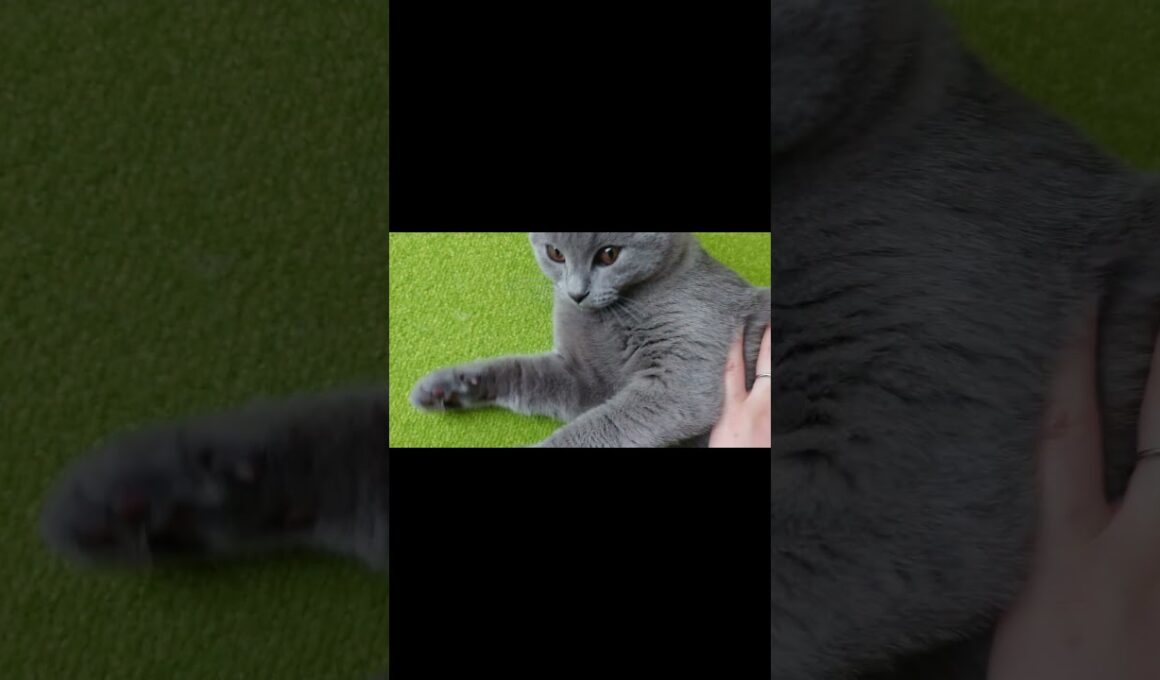 【猫動画】歯がかゆい猫 #shorts #猫 #ネコ #シャルトリュー  #cat  #ねこ #子猫