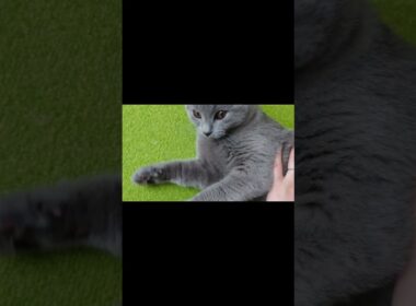 【猫動画】歯がかゆい猫 #shorts #猫 #ネコ #シャルトリュー  #cat  #ねこ #子猫