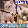 【珍しい猫】繁殖場からレスキューされたバーマン。引きこもりだけど慣れるとへそ天＆甘噛み…！（保護猫カフェ猫の木）十三駅Rescued Birman Hoshina's Final Day!
