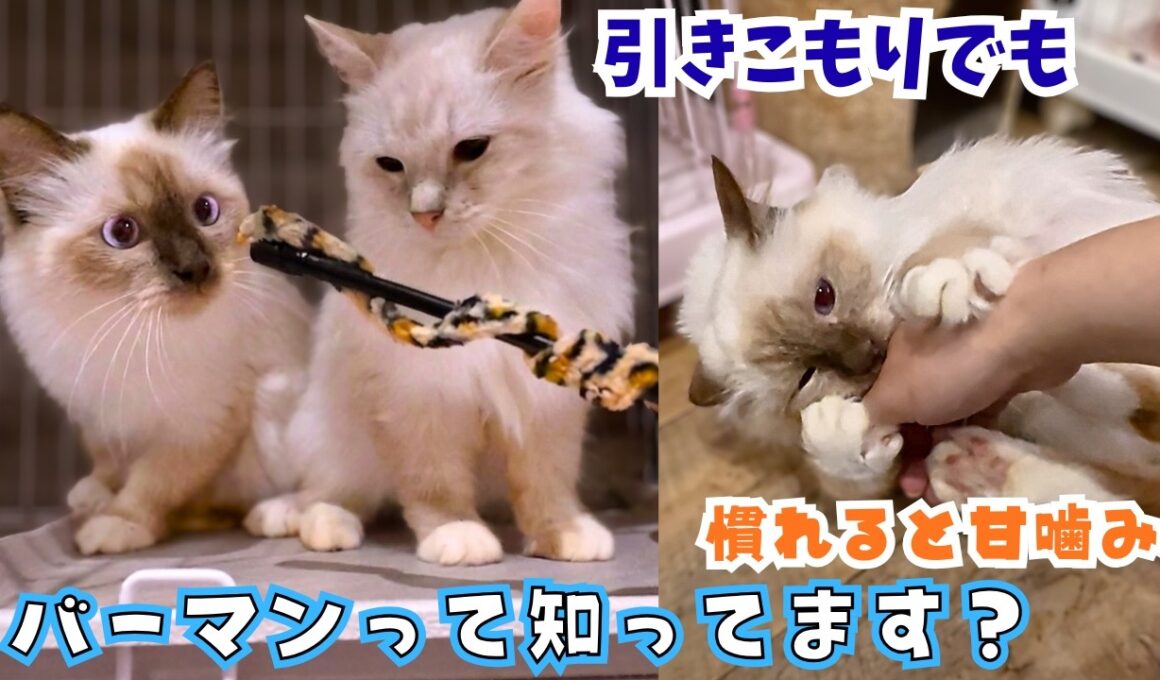 【珍しい猫】繁殖場からレスキューされたバーマン。引きこもりだけど慣れるとへそ天＆甘噛み…！（保護猫カフェ猫の木）十三駅Rescued Birman Hoshina's Final Day!