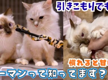 【珍しい猫】繁殖場からレスキューされたバーマン。引きこもりだけど慣れるとへそ天＆甘噛み…！（保護猫カフェ猫の木）十三駅Rescued Birman Hoshina's Final Day!