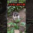 人を信じすぎた猫の結末…傷だらけの野良猫が、最後に選んだのは #shorts