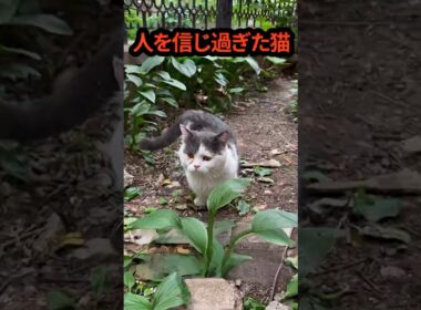 人を信じすぎた猫の結末…傷だらけの野良猫が、最後に選んだのは #shorts