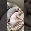 夏でもくっついて眠る猫スルタンとアレクサンドラ【スフィンクス】