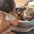 赤ちゃんに末っ子の座は譲れない甘えん坊猫が可愛い！