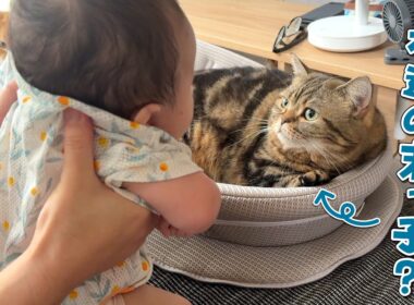 赤ちゃんに末っ子の座は譲れない甘えん坊猫が可愛い！