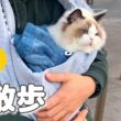 【お散歩】初めてお外に出たラグドール子猫の反応が可愛すぎました🐦️🔆