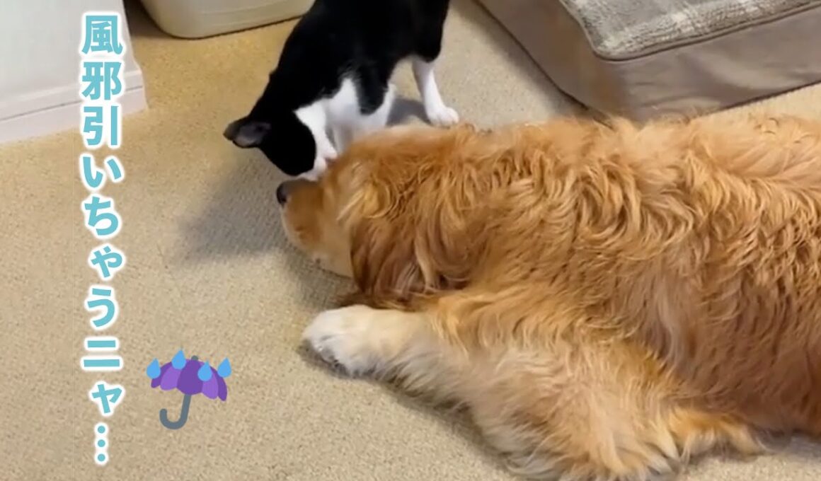 雨で濡れたワンコの顔を舐めてあげるニャンコ