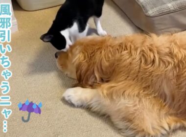 雨で濡れたワンコの顔を舐めてあげるニャンコ
