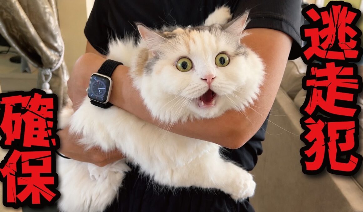 「アレ」がイヤすぎて全力で逃走する猫を捕獲しました