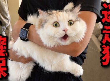 「アレ」がイヤすぎて全力で逃走する猫を捕獲しました