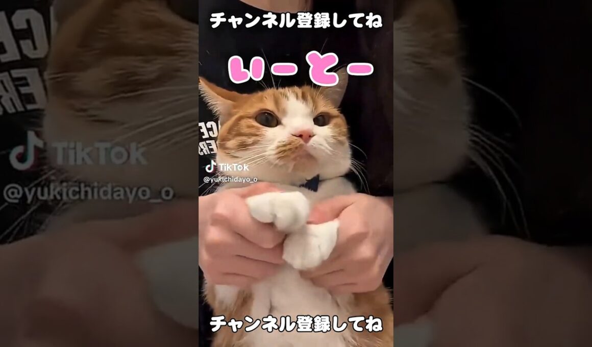 虚無猫マンチカンの顔が可愛いw【リメイク版】  #猫のいる暮らし #猫 #youtubeshorts