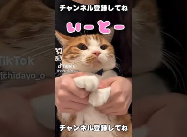 虚無猫マンチカンの顔が可愛いw【リメイク版】  #猫のいる暮らし #猫 #youtubeshorts