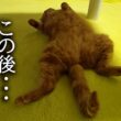 子猫の様子がおかしいです...