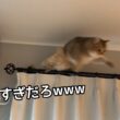 好奇心おばけの末っ子が留守中にとんでもないことをやらかしていましたwww
