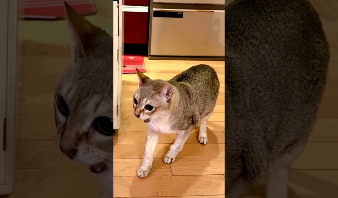 うろうろワタワタ追いかけっこしているシンガプーラとたぬき猫なのにゃ♪#cat #シンガプーラ #トンキニーズ#たぬき猫#singapura#tonkinese