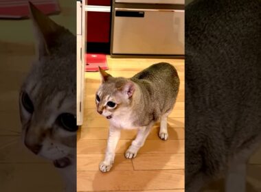 うろうろワタワタ追いかけっこしているシンガプーラとたぬき猫なのにゃ♪#cat #シンガプーラ #トンキニーズ#たぬき猫#singapura#tonkinese