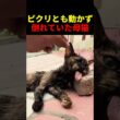 ピクリとも動かず倒れていた母猫 #動物 #ペット #かわいい #癒し #animals #猫 #子猫 #救出