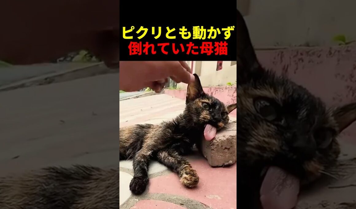 ピクリとも動かず倒れていた母猫 #動物 #ペット #かわいい #癒し #animals #猫 #子猫 #救出