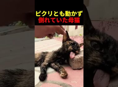 ピクリとも動かず倒れていた母猫 #動物 #ペット #かわいい #癒し #animals #猫 #子猫 #救出