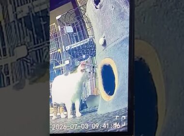 当LIVEのダメさを2分41秒で紹介 (キャラ•シュール•画質•Wi-Fi環境•PC性能)