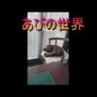 ネコ動画あび＃6085　あびの毎日　アビシニアン　あび