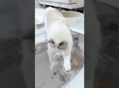 自分が映ってるのが気になっちゃうラグドール🐾