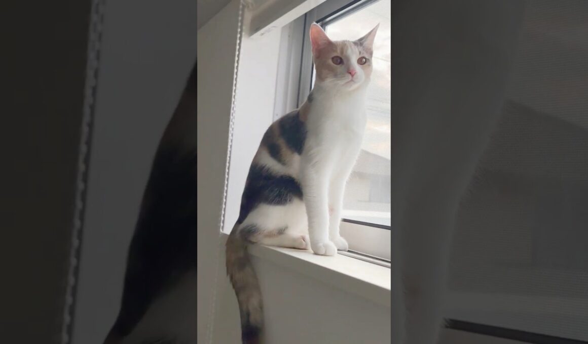 ほのぼの）209 #保護猫 #猫 #cat #kitten #子猫 #猫部