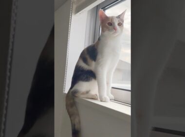 ほのぼの）209 #保護猫 #猫 #cat #kitten #子猫 #猫部