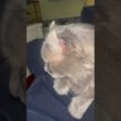 幸せだ #ねこ動画 #アメリカンカール