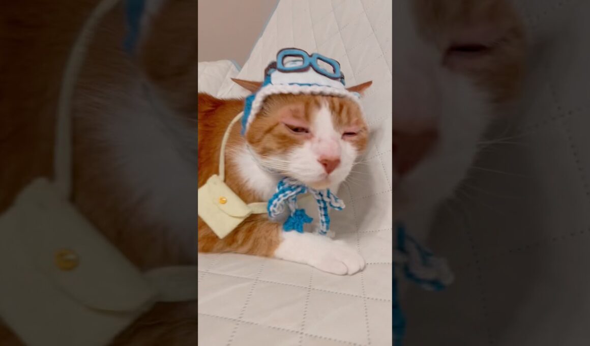 お腹空くと怪訝な顔になってしまう茶白猫 #猫のいる暮らし #ちいかわ