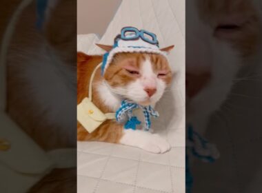 お腹空くと怪訝な顔になってしまう茶白猫 #猫のいる暮らし #ちいかわ