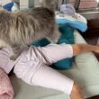 寝起きの娘にもブラッシングの要求が激しい猫　サイベリアン