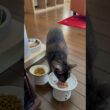 【パテとカリを交互に味わって食べる猫】15時のパテとカリカリ、ちょっとずつ交互に食べる様子がなんだか可笑しい🤣 #egyptianmaucat #ごはんたいむ #エジプシャンマウ #shorts