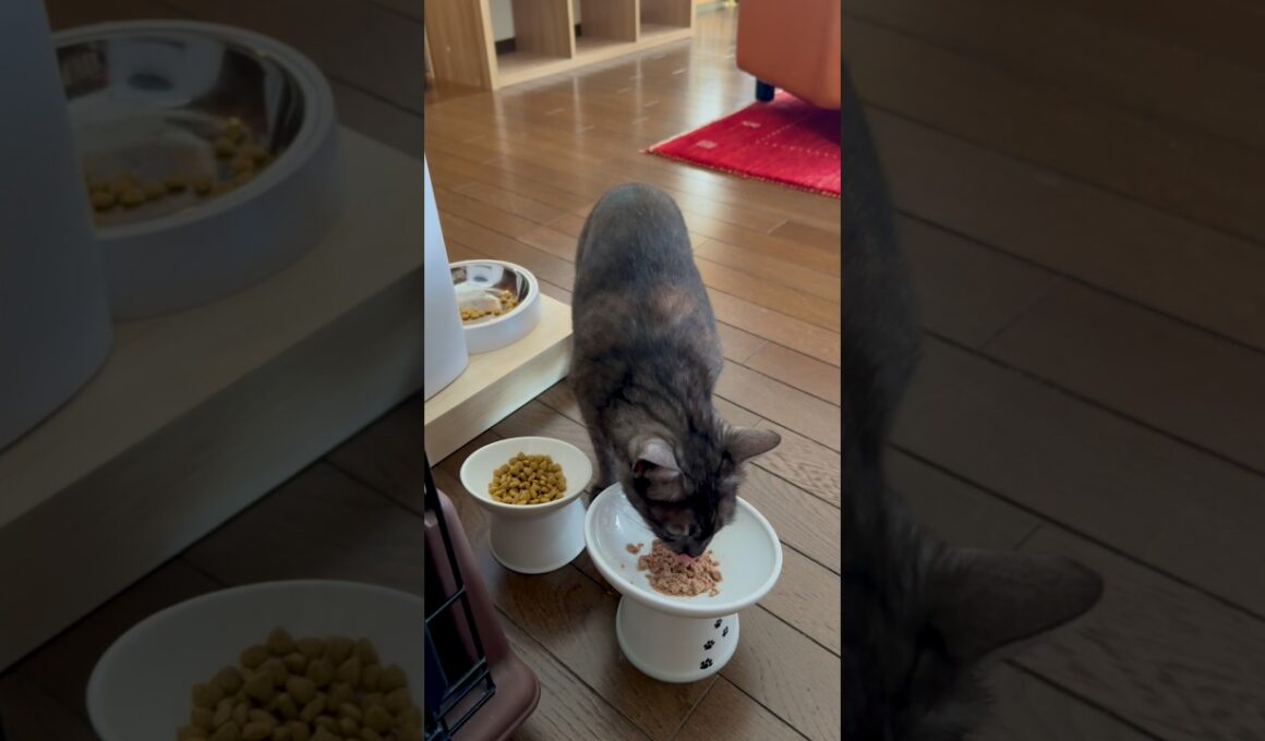 【パテとカリを交互に味わって食べる猫】15時のパテとカリカリ、ちょっとずつ交互に食べる様子がなんだか可笑しい🤣 #egyptianmaucat #ごはんたいむ #エジプシャンマウ #shorts