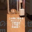 少し困り顔な猫 #cat #好きな子猫 #アメリカンカール